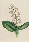 Lily Twayblade (Liparis liliifolia)