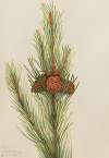 Lodgepole Pine (Pinus Contorta murrayana)