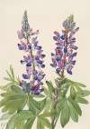 Lupine (Lupinus fornosus)