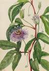 Maypop (Passiflora incarnata)