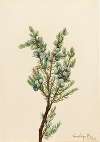 Mountain Juniper (Juniperus sibirica)