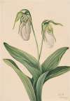 Pale Lady’s Slipper (Cypridedium acaule)