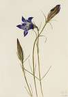 Pinebarren Gentian (Gentiana porphyrio)