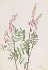 Pink Hedysarum (Hedysarum americanum)