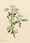Prickly Currant (Ribes lacustre)