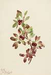 Ptarmiganberry (Arctous alpina)