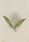 Queencup (Clintonia uniflora)