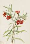 Red Monkeyflower (Diplaucus puniceus)