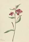 Red Willowweed (Epilobium latifolium)