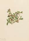 Rock Willow (Salix petrophila)