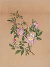 Rose Mallow (Hibiscus moscheutos)