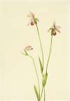 Rose Pogonia (Pogonia ophioglossoides)