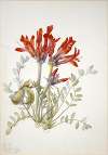 Scarlet Loco (Astragalus coccineus)