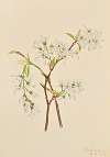 Shadbush (Amelianchier oblongifolia)