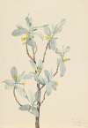 Silverberry (Elaeagnus commutata)