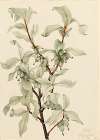 Silverberry (Elaeagnus commutata)