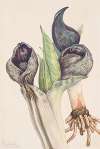 Skunk Cabbage (Spathyema foetida)