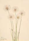 Slender Cotton-Grass (Eriophorum chamissonis)