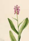 Small Purple Fringe Orchid (Habenaria psychodes)