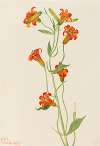 Small Tiger Lily (Lilium parvum)