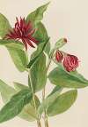 Spicebush (Calycanthus occidentalis)