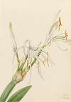 Spider Lily (Hymenocallis rotata)