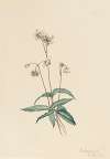 Spotted Pipsissewa (Chimaphila maculata)