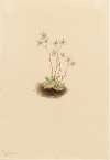 Spotted Saxifrage (Saxifraga bronchialis)