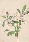 Sweet Azalea (Azalea arborescens)