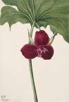 Sweet Trillium (Trillium vasyi)