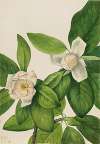 Sweetbay (Magnolia virginiana)