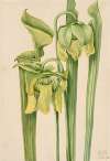 Trumpetleaf (Sarracenia flava)