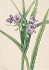 Virginia Spiderwort (Tradescantia virginiana)