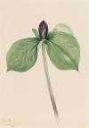 Wake-Robin (Trillium sessile)