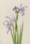 Western Blue Flag (Iris missouriensis)