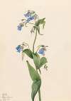Western Bluebells (Mertensia paniculata)