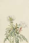 White Dawnrose (Pachyloplus marginatus)