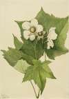 White Flowering Raspberry (Rubus parviflorus)