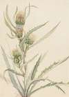 White Thistle (Cirsium hookeranum)