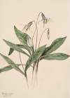 White Troutlily (Erythronium albidum)