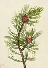 Whitebark Pine (Pinus albicaulis)