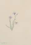 Wild Flax (Linum lewisii)