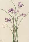 Wild Hyacinth (Brodiaea pulchella)