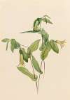 Wood Merrybells (Uvularia perfoliata)