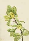 Yellow Cucumbertree (Magnolia cordata)