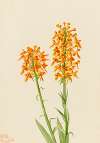 Yellow Fringe Orchid (Habenaria ciliaris)