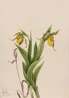 Yellow Lady’s Slipper (Cypripedium parviflorum)