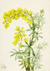 Yellow Lupine (Lupinis arboreus)