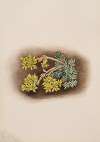 Yellow Stonecrop (Sedum stenopetalum)