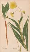 Ectypa vegetabilium Pl.096